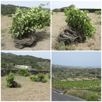 Forma di Allevamento della Vite e Cesto o Paniere (Pantelleria)